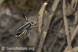 Cantharis pagana (Weichkäfer) (F183308)