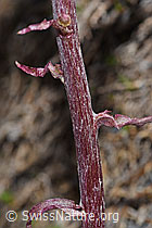 Foto: Alpen-Pestwurz (Petasites paradoxus)
