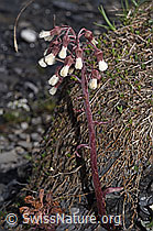 Foto: Alpen-Pestwurz (Petasites paradoxus)