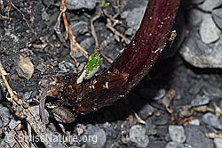 Foto: Alpen-Pestwurz (Petasites paradoxus)