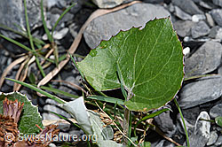 Petasites paradoxus (F183326)