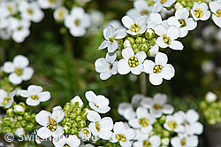 Alpen-Gämskresse (Pritzelago alpina) (F183334) Alpen-Gämskresse (Pritzelago alpina) (F183334)