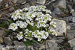 Alpen-Gämskresse (Pritzelago alpina) (F183336) Alpen-Gämskresse (Pritzelago alpina) (F183336)