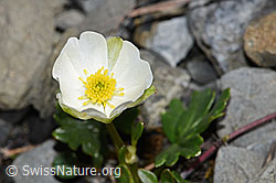 Alpen-Hahnenfuss (Ranunculus alpestris) (06.2021, F183343)