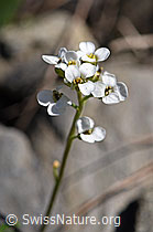 Alpen-Gämskresse (Pritzelago alpina) (F183356) Alpen-Gämskresse (Pritzelago alpina) (F183356)