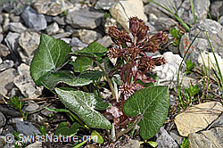 Alpen-Pestwurz (Petasites paradoxus) (F183363) Alpen-Pestwurz (Petasites paradoxus) (F183363)