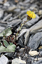 Huflattich (Tussilago farfara) (F183367) Huflattich (Tussilago farfara) (F183367)