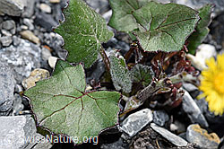 Huflattich (Tussilago farfara) (F183368) Huflattich (Tussilago farfara) (F183368)