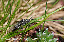 Schwarze Getreideblattwespe (Dolerus nitens) (F183386)