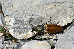 Foto: Ctenicera virens (Kammhorn-Schnellkäfer)
