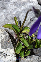 Langsporniges Stiefmütterchen (Viola calcarata) (F183414)