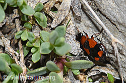 Kleinkreuz-Prunkläufer (Lebia cruxminor) (06.2021, F183420)