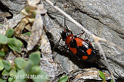 Kleinkreuz-Prunkläufer (Lebia cruxminor) (06.2021, F183423)