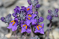 Alpen-Leinkraut (Linaria alpina) (F183440)