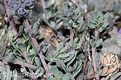 Alpen-Leinkraut (Linaria alpina) (F183441)