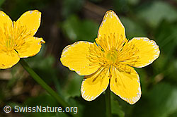 Foto: Sumpf-Dotterblume (Caltha palustris)