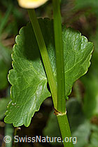 Foto: Sumpf-Dotterblume (Caltha palustris)