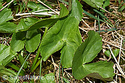 Foto: Sumpf-Dotterblume (Caltha palustris)