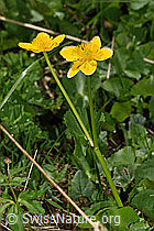 Caltha palustris (F183455)