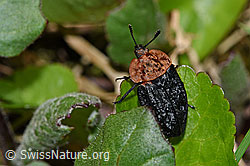 Foto: Rothalsige Silphe (Oiceoptoma thoracicum)