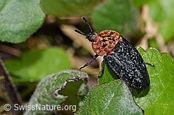Rothalsige Silphe (Oiceoptoma thoracicum) (06.2021, F183463)
