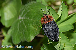 Foto: Rothalsige Silphe (Oiceoptoma thoracicum)