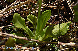 Foto: Mehl-Primel (Primula farinosa)