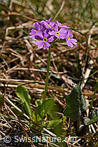 Mehl-Primel (Primula farinosa) (06.2021, F183480)