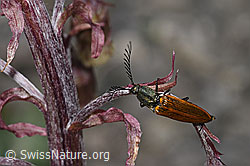 Ctenicera virens (Kammhorn-Schnellkäfer) an Alpen-Pestwurz (Petasites paradoxus) (06.2021, F183485)