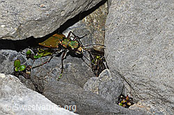 Feld-Sandlaufkäfer (Cicindela campestris) (06.2021, F183487)