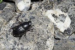 Foto: Grosser Dungkäfer (Aphodius fossor)