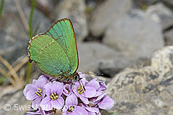 Brombeer-Zipfelfalter (Callophrys rubi) auf Kriechendem Täschelkraut (Thlaspi rotundifolium) (06.2021, F183518)