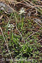 Foto: Bach-Gänsekresse (Arabis subcoriacea)