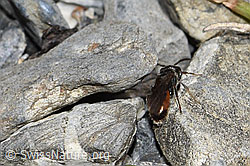 Sand-Blutbiene (Sphecodes pellucidus) (06.2021, F183530)