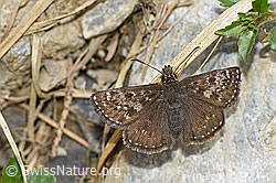 Dunkler Dickkopffalter (Erynnis tages) (06.2021, F183565)