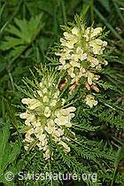 Foto: Blattreiches Läusekraut (Pedicularis foliosa)