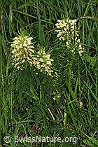 Foto: Blattreiches Läusekraut (Pedicularis foliosa)