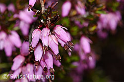 Foto: Erika (Erica carnea)