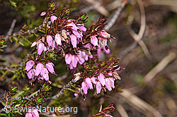 Foto: Erika (Erica carnea)