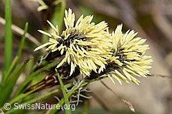 Foto: Frühlings-Segge (Carex caryophyllea)