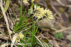 Foto: Frühlings-Segge (Carex caryophyllea)