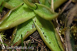 Alpen-Fettblatt (Pinguicula alpina) (F183589)