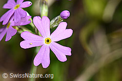 Mehl-Primel (Primula farinosa) (F183593) Mehl-Primel (Primula farinosa) (F183593)
