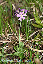 Mehl-Primel (Primula farinosa) (F183597) Mehl-Primel (Primula farinosa) (F183597)