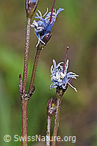 Grosses Alpenglöckchen (Soldanella alpina) (F183603)