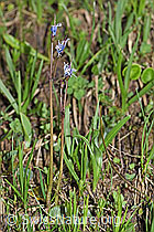 Grosses Alpenglöckchen (Soldanella alpina) (F183608)