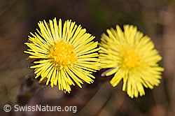 Huflattich (Tussilago farfara) (F183617) Huflattich (Tussilago farfara) (F183617)