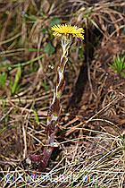 Huflattich (Tussilago farfara) (F183618) Huflattich (Tussilago farfara) (F183618)