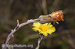 Huflattich (Tussilago farfara) (F183619) Huflattich (Tussilago farfara) (F183619)