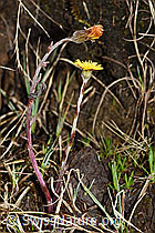 Huflattich (Tussilago farfara) (F183620) Huflattich (Tussilago farfara) (F183620)